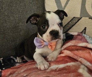 Medium Boston Terrier