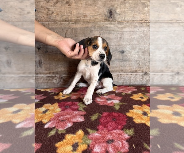Medium Photo #4 Beagle Puppy For Sale in VERMONTVILLE, MI, USA