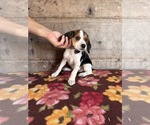 Small #3 Beagle