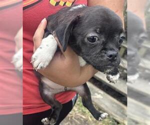 Pug-Unknown Mix Dogs for adoption in Houston, TX, USA