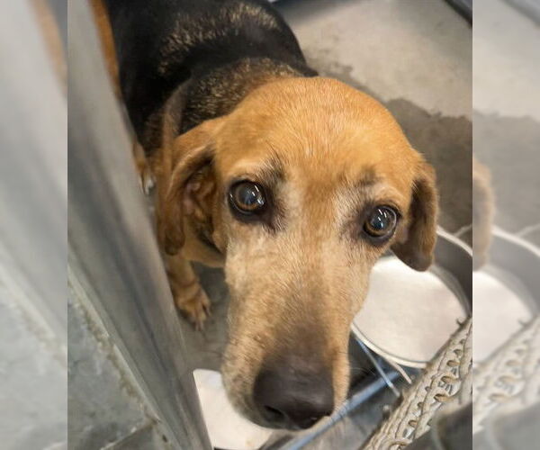 Medium Photo #1 American Foxhound-Unknown Mix Puppy For Sale in Tavares, FL, USA
