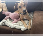 Small #1 Labrador Retriever Mix
