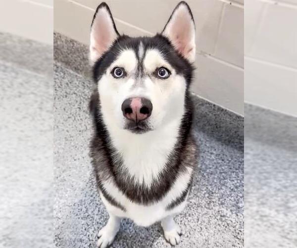 Medium Photo #3 Siberian Husky Puppy For Sale in Houston, TX, USA