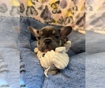 Small Photo #1 French Bulldog Puppy For Sale in SEASIDE, OR, USA