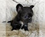 Small #2 French Bulldog