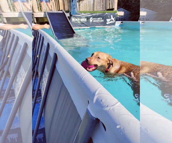 Medium Photo #8 Labrador Retriever-Red Heeler Mix Puppy For Sale in Stover, MO, USA