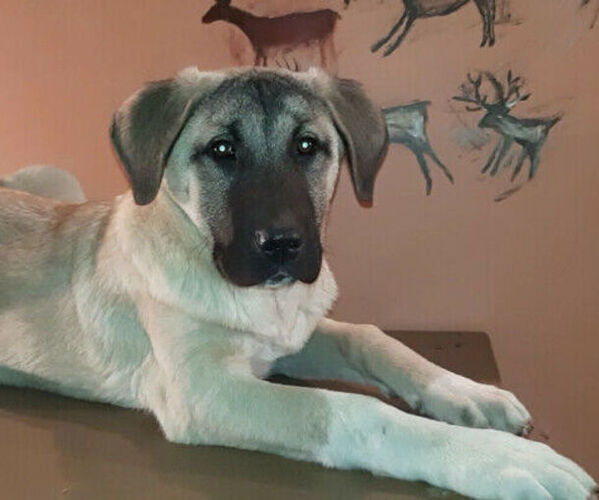 Medium Photo #2 Kangal Dog Puppy For Sale in East Garafraxa, Ontario, Canada