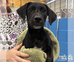 Small #3 Labrador Retriever Mix