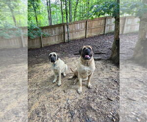 Father of the Mastiff puppies born on 07/20/2026