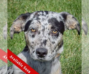Medium Catahoula Leopard Dog-Labrador Retriever Mix