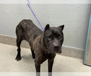 Mutt Dogs for adoption in Las Vegas, NV, USA