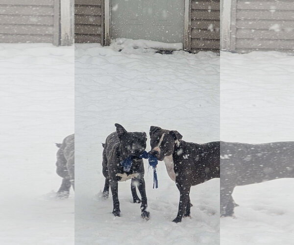 Medium Photo #21 American Pit Bull Terrier-Labrador Retriever Mix Puppy For Sale in Germantown, OH, USA