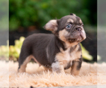 Small #9 French Bulldog