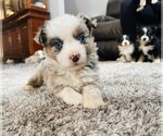 Small Photo #12 Miniature Australian Shepherd Puppy For Sale in BLACK FOREST, CO, USA