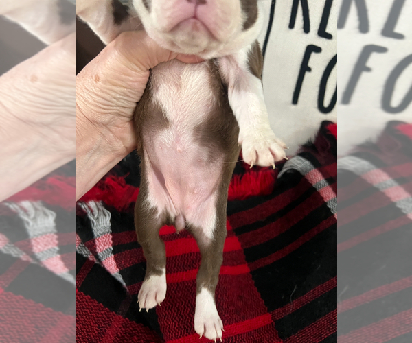 Medium Photo #4 Boston Terrier Puppy For Sale in NILES, MI, USA