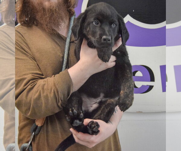 Medium Photo #3 Rottweiler-Unknown Mix Puppy For Sale in Huntley, IL, USA