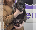 Small #2 Rottweiler Mix