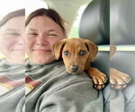 Small #2 German Pinscher Mix