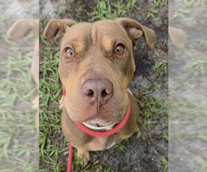 American Staffordshire Terrier Dogs for adoption in Fort Lauderdale, FL, USA