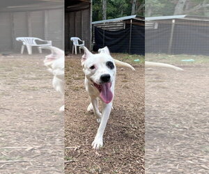 Linus: At shelter - Male Mutt Dog for Adoption - Photo #2