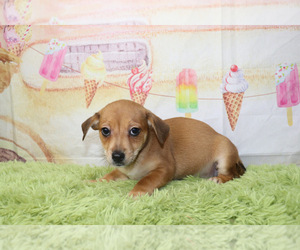 Chiweenie Puppy for sale in KINSTON, NC, USA