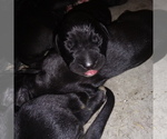 Small Photo #67 Great Dane Puppy For Sale in PIERSON, MI, USA