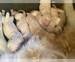 Small Golden Retriever