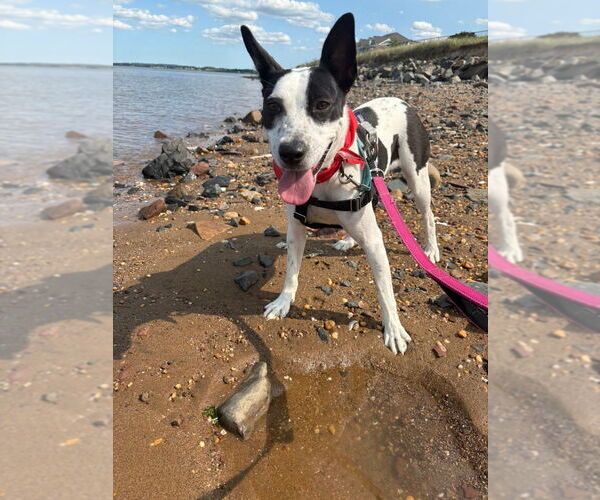 Medium Photo #4 Rat Terrier-Unknown Mix Puppy For Sale in Sayreville, NJ, NJ, USA