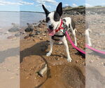 Small #3 Rat Terrier Mix