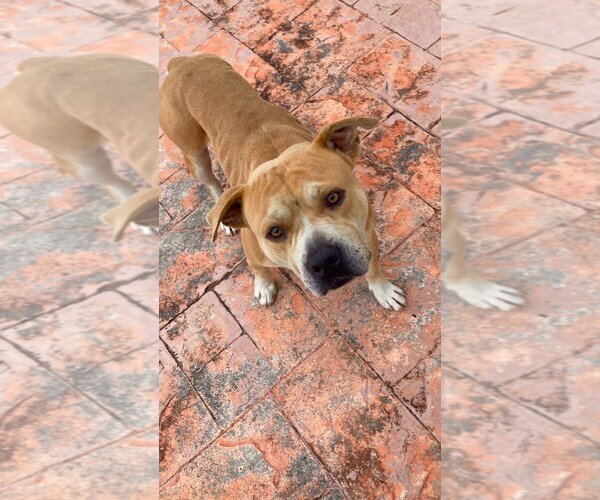 Medium Photo #4 Bulldog-Unknown Mix Puppy For Sale in Miami, FL, USA