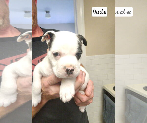 Medium Photo #2 American Pit Bull Terrier-American Staffordshire Terrier Mix Puppy For Sale in Chester, VA, USA