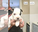 Small #1 American Pit Bull Terrier-American Staffordshire Terrier Mix