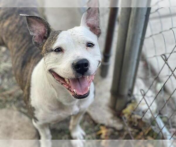 Medium Photo #1 American Pit Bull Terrier-Unknown Mix Puppy For Sale in Tulsa, OK, USA