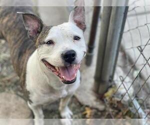 Medium American Pit Bull Terrier Mix