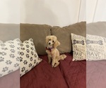 Small #4 Poodle (Toy)