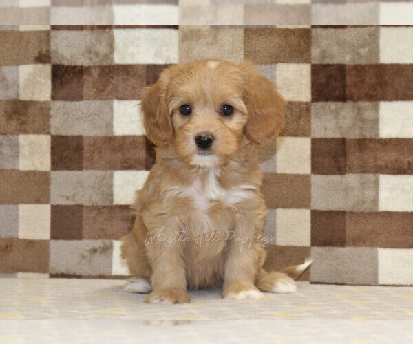 Medium Photo #3 Bernedoodle (Miniature)-Cavapoo (Miniature) Mix Puppy For Sale in DENVER, PA, USA