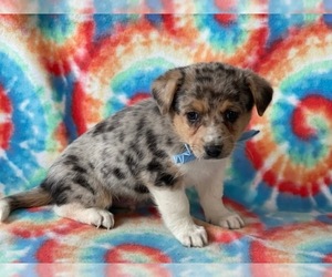 Collie-Pembroke Welsh Corgi Mix Puppy for sale in LANCASTER, PA, USA