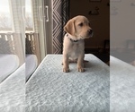 Small Photo #2 Labrador Retriever Puppy For Sale in MONTROSE, CO, USA