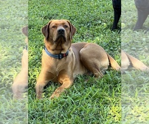 Father of the Labrador Retriever puppies born on 11/10/2025