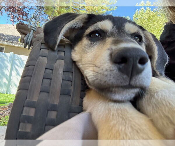 Medium Photo #6 Labrador Retriever-Siberian Husky Mix Puppy For Sale in MIDWAY, UT, USA