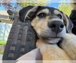 Small #5 Labrador Retriever-Siberian Husky Mix