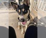 Small Siberian Husky Mix