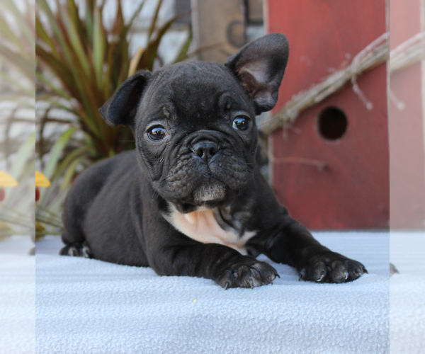 Medium Photo #4 Faux Frenchbo Bulldog Puppy For Sale in GORDONVILLE, PA, USA