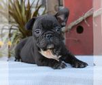 Small Photo #4 Faux Frenchbo Bulldog Puppy For Sale in GORDONVILLE, PA, USA
