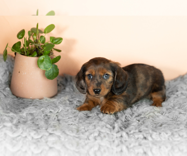 Medium Photo #4 Dachshund Puppy For Sale in WAKARUSA, IN, USA