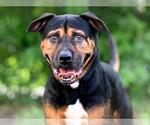 Small Rottweiler Mix