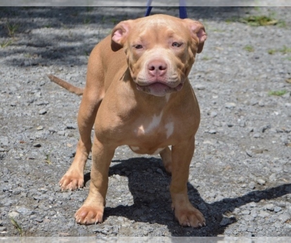 Medium Photo #3 American Bully Puppy For Sale in UNIONVILLE, VA, USA