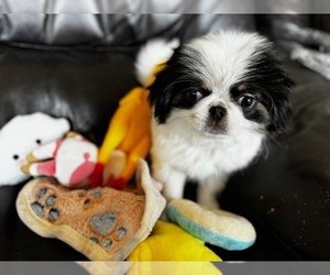 Japanese Chin Puppy for Sale in SALEM, Oregon USA