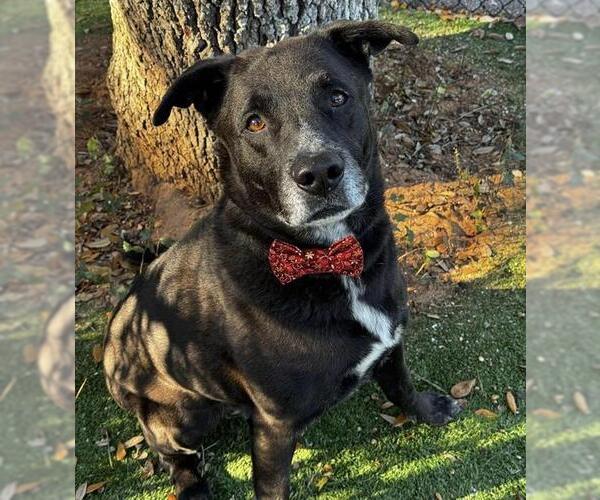 Medium Photo #2 Shepradors Puppy For Sale in Palmetto, FL, USA