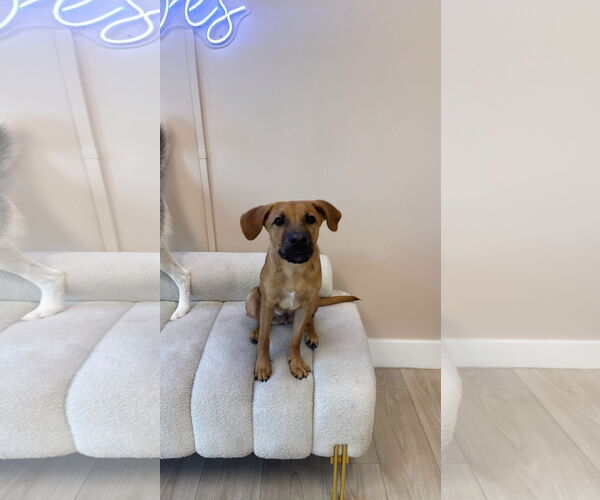 Medium Photo #6 Mutt Puppy For Sale in miami, FL, USA